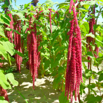 Tail ear amaranth seed ornamental flower fairy valley seed Amaranth seed four seasons easy-to-plant growth strong tail ear amaranth seed