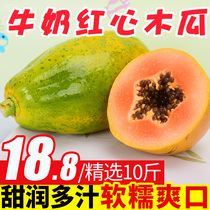 Guangxi red heart papaya seasonal fruit papaya whole box 10kg fresh tree cooked papaya milk big fruit