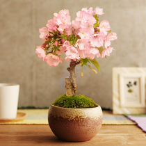 Japanese Cherry Blossom Early Morning Cherry cherry office Green Planted Bonsai material Desktop Potted seedlings Old Piles Miniature Miniatures