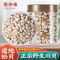 Sichuan Sichuan Fritillaria Chuanshellfish special wild Chinese herbal medicine official flagship store Fritillaria is available for sale