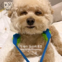 Paparazzi drinking coffee Japanese Dogg Dog with double wheels Massage Teddy Bib Bear Dog Massage Instrument Pet Supplies