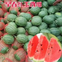 Early spring Red Jade watermelon seed gift small watermelon seed small early mature super sweet spring fruit seed seedling seedling