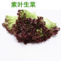 Purple lettuce seeds purple red leaves purple leaves raw to eat family potted four seasons balcony vegetable green rapeseed seed planting