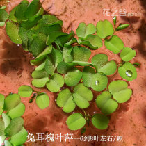 Living aquatic grass water aquarium aerated landscaping aquarium soilless plant duckweed aquatic rabbit ear Sophora leaf leaf grass stem