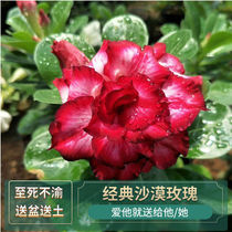 Desert rose potted plant plate plant flowering drought tolerance suitable for indoor living room flowers good feeding place