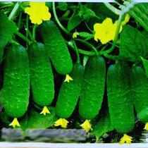 Fruit cucumber sweet crisp festival melon vegetable fruit vegetable seed potted garden plant spring and autumn Jade cucumber easy-to-live rapeseed