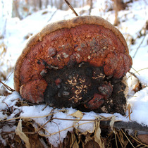 Village girl Changbai Mountain Wild Wood Ganoderma lucidum red border layer pore fungus red edge tree tongue can be cut into new 250g