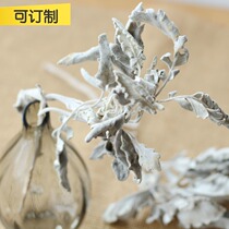 (Mountain tree) natural imported dried flower dry leaf home decoration high flower arrangement with flower DIY silver leaf chrysanthemum