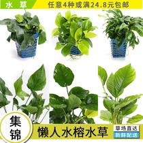 Fish tank landscaping water plant Living water banyan Negative grass Easy to raise Banyan grass Lazy water plant Mini water Banyan Golden water banyan