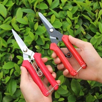 Grape scissors pruning gardening fruit sprouts scissors citrus fruit fruit vegetables fruit