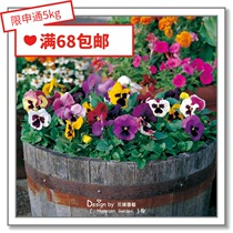  Flower edge pickles Imported flower seeds*Japan SAKATA*Pansy*Giant 5 large flowers