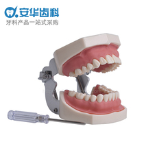 Oral preparation model Simulation Tooth model Practice Preparation of dental particles in vitro teeth Oral examination teaching soft gums