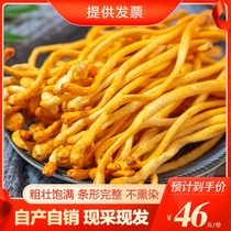 Yunnan special fresh Cordyceps flowers fresh non-dry goods wild soup ingredients stew soup Cordyceps militaris Golden Cordyceps sinensis