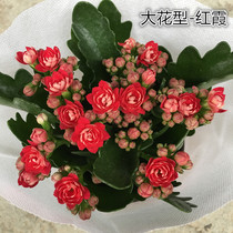 Longevity flower potted Paris double petal with flower bud balcony indoor appearance flower green plant Four Seasons flowering succulent plant