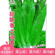 Guangdong sweet crispy Big Oil wheat seeds Four Seasons sown seeds do not recruit insects balcony spring and autumn planting 5 grams 1500 grains