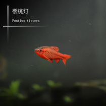 Tropical Ornamental fish South American small lampfish Super Red cherry lampfish Red rose lampfish Long-tailed rose lampfish Grass tank