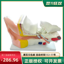 Big ear anatomy model Early education school biology lesson teaching aids understand human structure ear model human organ