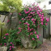 Climbing vine plant multi-flower rose flower seedling courtyard balcony potted ground planting 5-30 years stump rose Four Seasons flowering