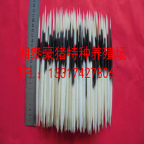 Natural porcupine thorn 21-22CM fish float hairpin tea needle　