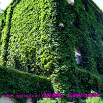 Climbing vine Climbing wall tiger Flower seed Climbing mountain tiger seedling Climbing leaf-watching plant trefoil brocade Four seasons easy to seed