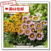 Flower edge Pickles imported flower seeds * Dutch SG * Order of Juju * Laughing kiss series 5