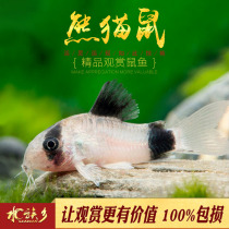 Panda ratfish small tropical fish benthic tool cleaning eating excrement cleaning garbage fish small mouse pet fish live