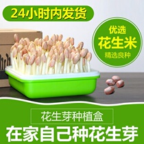 Multifunctional hydroponic peanut sprout planting box Sprout vegetable nursery plate Three-piece planting plate Household hair sprout artifact