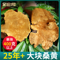 Tibet wild Mulberry Mulberry Mulberry yellow super large block 400g more than 400g of Phellinus Ganoderma lucidum perennial soaked in water can be sliced