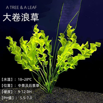 Fish era] Large surf Tidal Grass Wave Grass rear view fish tank made of landscape water Grass Roll Wave 1 strain with roots for sale