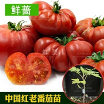 Heirloom tomato super large Chinese red old tomato seedlings Tomato seedlings spring sowing vegetable seeds Tomato potted seeds