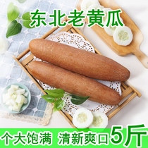 Northeast Old Cucumber Growing Acid Cucumber Vegetable Extremely Cucumber Stew Vegetable Vegetable Vegetable Vegetable Vegetable Vegetable Vegetable Vegetable Vegetable Vegetable Vegetable Vegetable Vegetable Vegetable Vegetable Vegetable Vegetable Vegetable Vegetable Vegetable Vegetable Vegetable Vegetable Vegetable Vegetable Vegetable Vegetable Vegetable Vegetable Vegetable Vegetable Vegetable Vegetable Vegetable Vegetable Vegetable Vegetable Vegetable Vegetable Veget