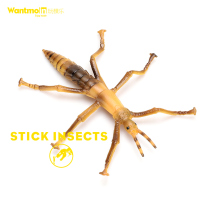 Wantmoin simulation insect children cognitive model stick insect tree twig insect toy arthropod ornaments
