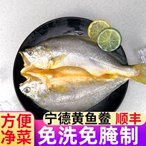 Ningde mellow yellow fish semi-finished large yellow croaker fresh frozen salted yellow flower fish commercial wholesale dry yellow croaker
