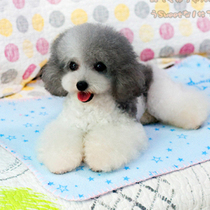 ABBY Abby Multipurpose Dogs Blanket Pets Blankets Ground Mat Mats Stars Blanket Five Stars Blanket