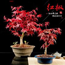 Red Maple Bonsai Ji Old Pile Four Seasons Red Maple Bonsai Red Maple Tree Slim Living Room Indoor Potted Plant