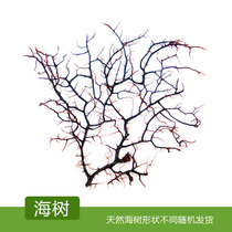 Promotion marimo happy seaweed ball micro landscape bottle fish tank accessories Coral Sea tree decorative wood material non-plastic