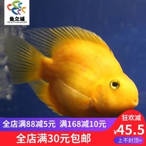 Yellow parrot fish live yellow parrot fish Golden Parrot fish Golden Parrot fish large fish ornamental fish live