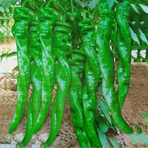 Pepper seeds spring and autumn high yield large long pepper giant long screw pepper seeds Four Seasons balcony potted vegetable seeds
