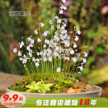 Utricularia vulgaris small Cordyceps grass plant potted small white rabbit carnivorous blue ear grass Water Culture water culture flower