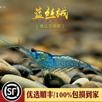 Blue Velvet Shrimp Tropical Freshwater Small Ornamental Pet Sapphire Living with Algae Shrimp Tools Rice Shrimp Crystal Rice Shrimp