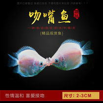 Kiss fish mouth fish live Lily fish ornamental fish freshwater tropical lily fish fish viviparous fish viviparous fish