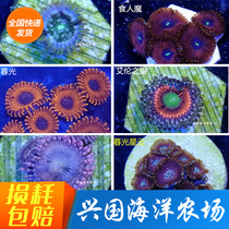 Variety Button Coral 1 Food Man Twilight Allens Eye Cocktail American Great Soldier Purple Death Splash Gold Spray