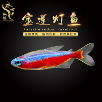 Pauline lamp fish Live fish Lamp fish Traffic light fish Diamond lamp fish Swimming fish Black lamp fish Small fish grass tank fish