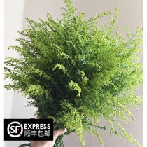 Flowers Warbler grass with grass 10 tie flower farmers grow hand-made dried flowers direct sales fresh cut flowers with flowers and plants