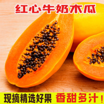 (Cooked on the tree)Yunnan red milk Papaya freshly picked fresh fruit Rock sugar sweet seasonal net weight 10 kg