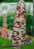 Color Sweet glutinous corn seed color fresh food fragrance Sweet glutinous color corn seed high yield spring sowing spring South