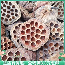 Dried showerhead dried flowers original ecological art shooting props Mini eternal acorn decoration dried flowers natural shape pine cones