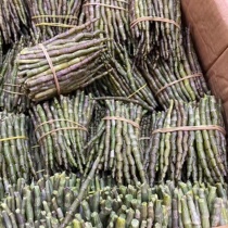 Yunnans dendrobium dendrobium fresh strips now found in dendrobium fresh strips of short fresh strips of dendrobium dendrobium