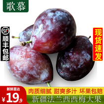 Xinjiang West Plum Baby Pregnant Women Fruit Fresh 5 Jin Big West Plum Fresh Fruit Fresh Plum Fruit Plum Shunfeng