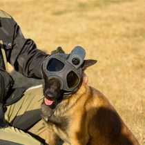 (Taobao selection) New helmet pooch Helmet Training Dog Supplies Workdog Training Dedicated Helmets